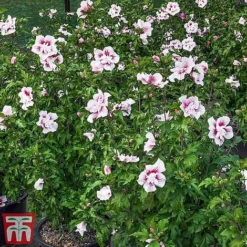 Hibiscus 'Starburst Chiffon' -Garden Central Sales Store hibi star4