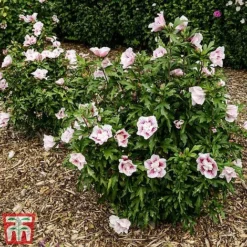 Hibiscus 'Starburst Chiffon' -Garden Central Sales Store hibi star5