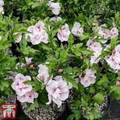 Hibiscus 'Starburst Chiffon' -Garden Central Sales Store hibi star6