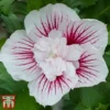 Hibiscus 'Starburst Chiffon'