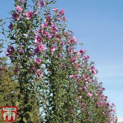 Hibiscus Syriacus 'Purple Pillar' -Garden Central Sales Store hibis