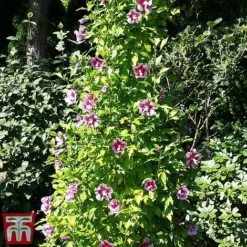 Hibiscus Syriacus 'Purple Pillar' -Garden Central Sales Store hibs