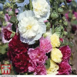 Everlasting Perennial Collection -Garden Central Sales Store hollyhock chatersmixed3
