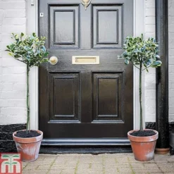 Holly 'Golden King' (Standard Tree) -Garden Central Sales Store hols1