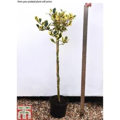 Holly 'Golden King' (Standard Tree) -Garden Central Sales Store hols2