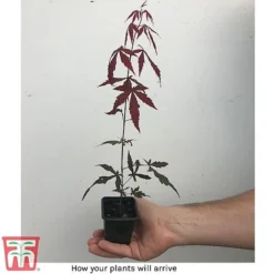 Acer Palmatum 'Atropurpureum' -Garden Central Sales Store how it will arrive