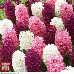Hyacinth 'Pretty In Pink' Mix