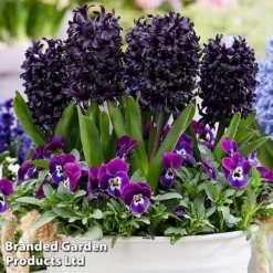 Bulb Spring Saver Collection -Garden Central Sales Store hyac3