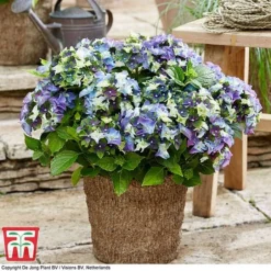 Hydrangea Macrophylla 'Lady Mata Hari Duo' (Royalty Collection) -Garden Central Sales Store hyd blue T1