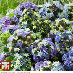 Hydrangea Macrophylla 'Lady Mata Hari Blue' (Royalty Collection) -Garden Central Sales Store hyd blue T3