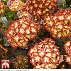 Hydrangea Macrophylla 'Light My Fire' -Garden Central Sales Store hyd light T3