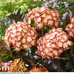 Hydrangea Macrophylla 'Light My Fire' -Garden Central Sales Store hyd light T4