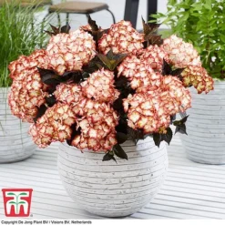 Hydrangea Macrophylla 'Light My Fire' -Garden Central Sales Store hyd light T5