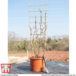 Hydrangea Petiolaris -Garden Central Sales Store hyd pet1