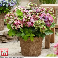 Hydrangea Macrophylla 'Lady Mata Hari Duo' (Royalty Collection) -Garden Central Sales Store hyd pink T