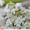 Hydrangea Paniculata 'Levana'