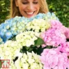 Hydrangea Macrophylla 'Three Sisters Pastel'