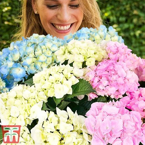 Hydrangea Macrophylla 'Three Sisters Pastel' 1 Hydrangea Macrophylla 'Three Sisters Pastel'