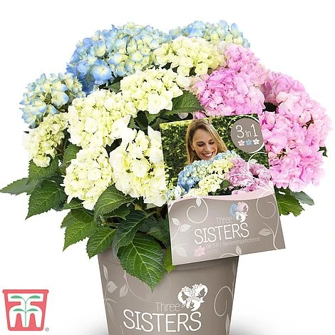 Hydrangea Macrophylla 'Three Sisters Pastel' 2 Hydrangea Macrophylla 'Three Sisters Pastel' - Image 2