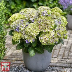 Hydrangea Macrophylla 'Magical Jewel' -Garden Central Sales Store hydr22