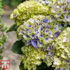 Hydrangea Macrophylla 'Magical Jewel' -Garden Central Sales Store hydr31