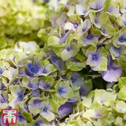 Hydrangea Macrophylla 'Magical Jewel' -Garden Central Sales Store hydr42