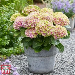 Hydrangea Macrophylla 'Magical Jewel' -Garden Central Sales Store hydr6