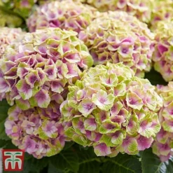 Hydrangea Macrophylla 'Magical Jewel' -Garden Central Sales Store hydr7