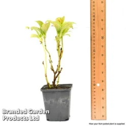 Hydrangea Macrophylla GLAM ROCK 'Horwack' -Garden Central Sales Store hydr9