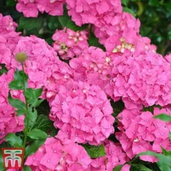 Hydrangea Macrophylla 'Alpengluehen'