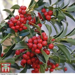 Holly 'Green Alaska' -Garden Central Sales Store ilex gree a