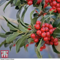 Holly 'Green Alaska' -Garden Central Sales Store ilex gree b