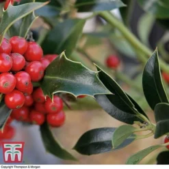 Holly 'Green Alaska' -Garden Central Sales Store ilex gree c