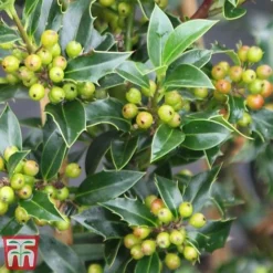 Holly 'Green Alaska' -Garden Central Sales Store ilex gree f