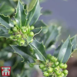 Holly 'Green Alaska' -Garden Central Sales Store ilex green e