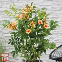Campsis Duo -Garden Central Sales Store indian