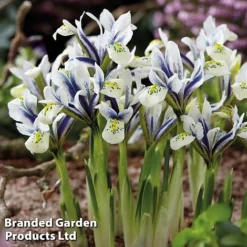 Bulb Bumper Collection -Garden Central Sales Store iris eye