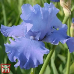Iris 'Metolius Blues'