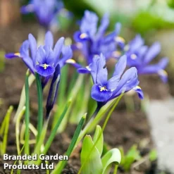 Bulb Bumper Collection -Garden Central Sales Store iris ret