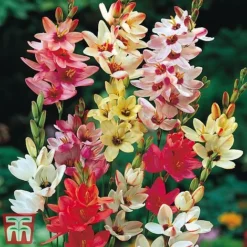 Spring Saver Collection -Garden Central Sales Store ixia31