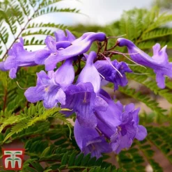 Jacaranda 'Bonsai Blue' -Garden Central Sales Store jaca bons