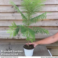 Jacaranda 'Bonsai Blue' -Garden Central Sales Store jaca supp
