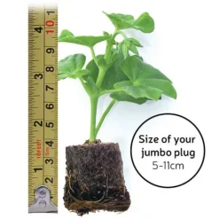 Begonia 'Fragrant Falls Improved&trade; - Apricot Delight' -Garden Central Sales Store jumboplugsize80