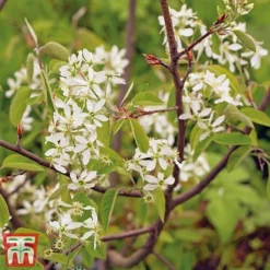 Amelanchier Canadensis -Garden Central Sales Store june2