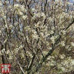 Amelanchier Canadensis -Garden Central Sales Store june4
