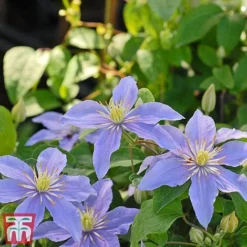 Clematis 'Justa' -Garden Central Sales Store justa