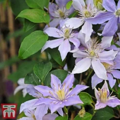Clematis 'Justa' -Garden Central Sales Store justa2