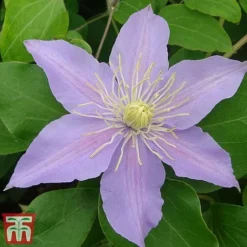 Clematis 'Justa' -Garden Central Sales Store justa5