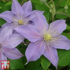 Clematis 'Justa' -Garden Central Sales Store justa6