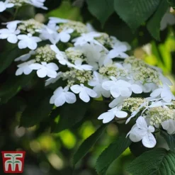 Viburnum Plicatum F. Tomentosum 'Kilimanjaro' -Garden Central Sales Store kili4